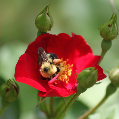 Honeybee Garden Wildflower Seeds