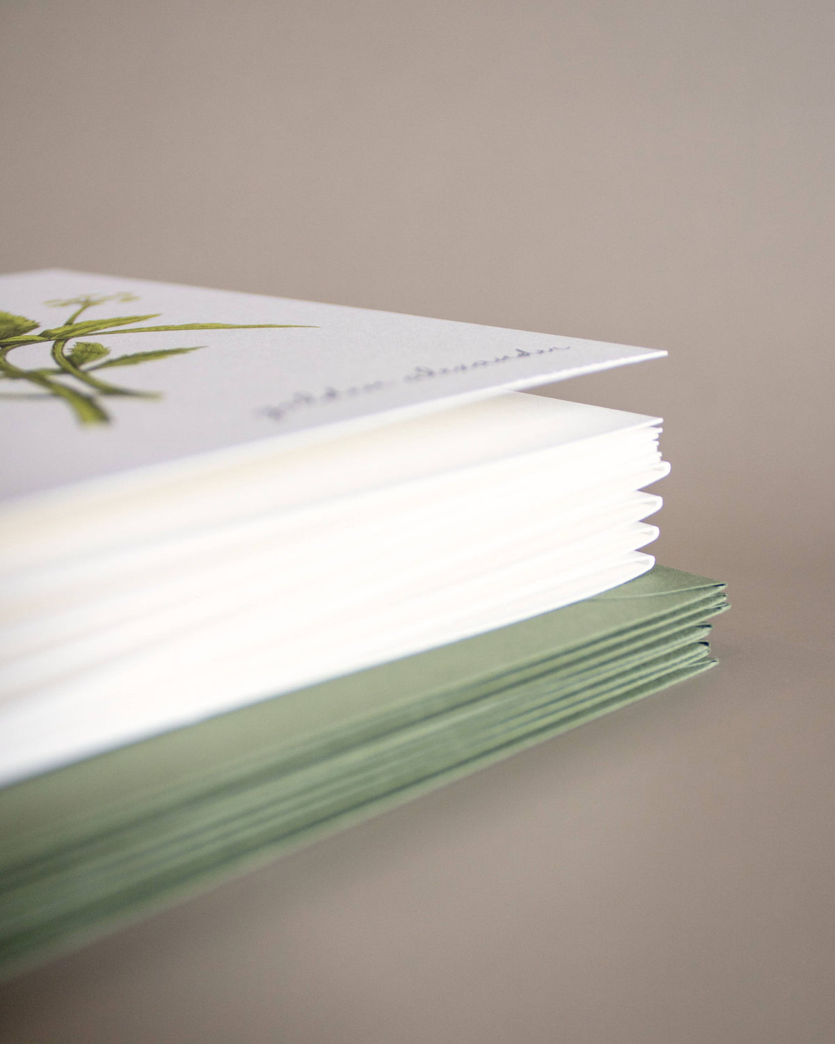 Boxed Botanical Illustration Greeting Card Set
