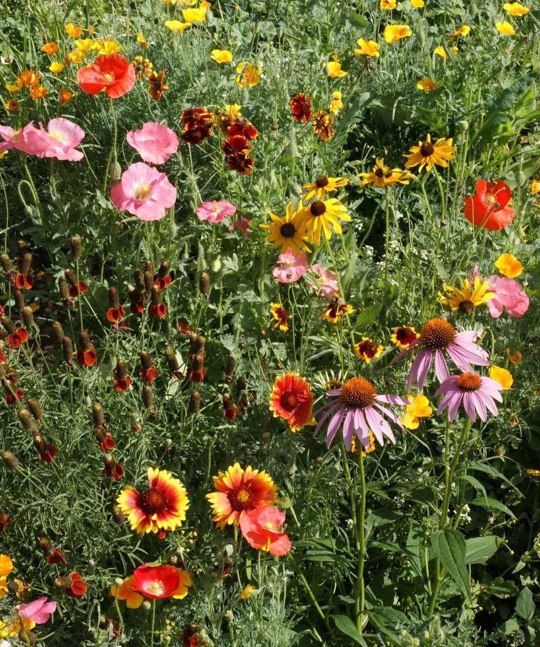 Garden Sprinkles Wildflowers | Best Seller | Spring flowers