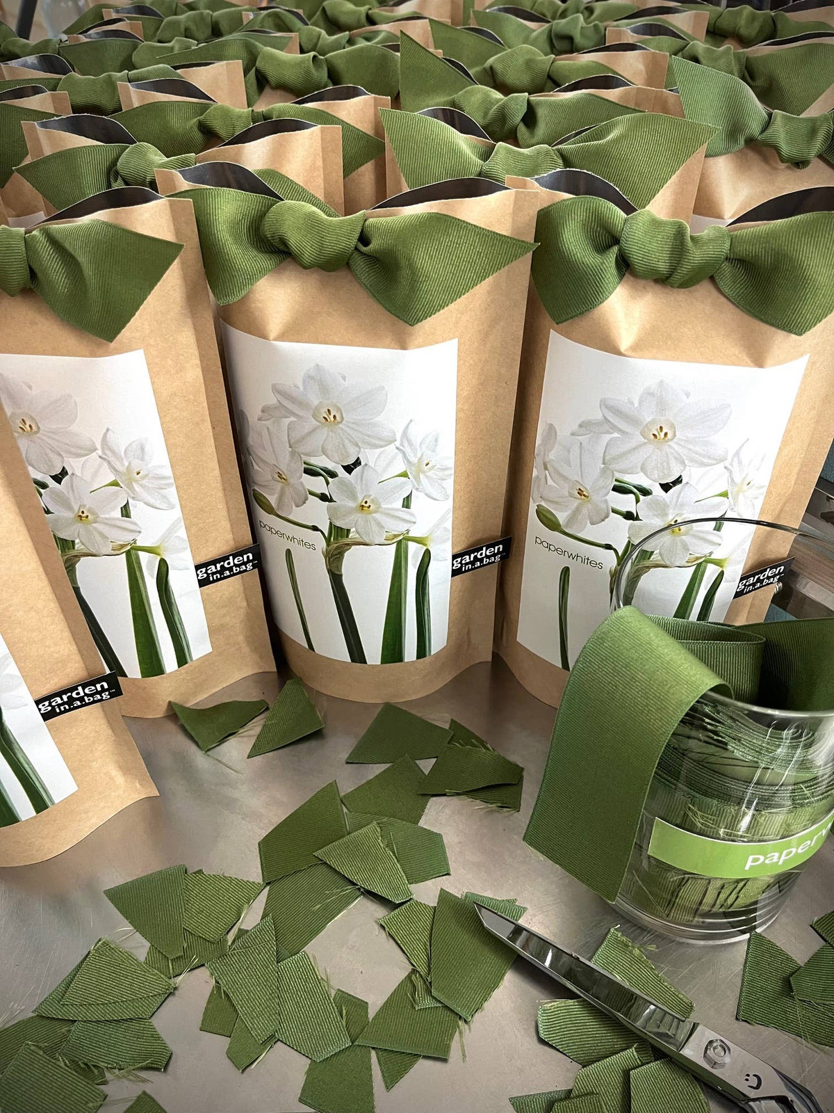 Garden in a Bag Paperwhites | Fall & Christmas | Best Seller