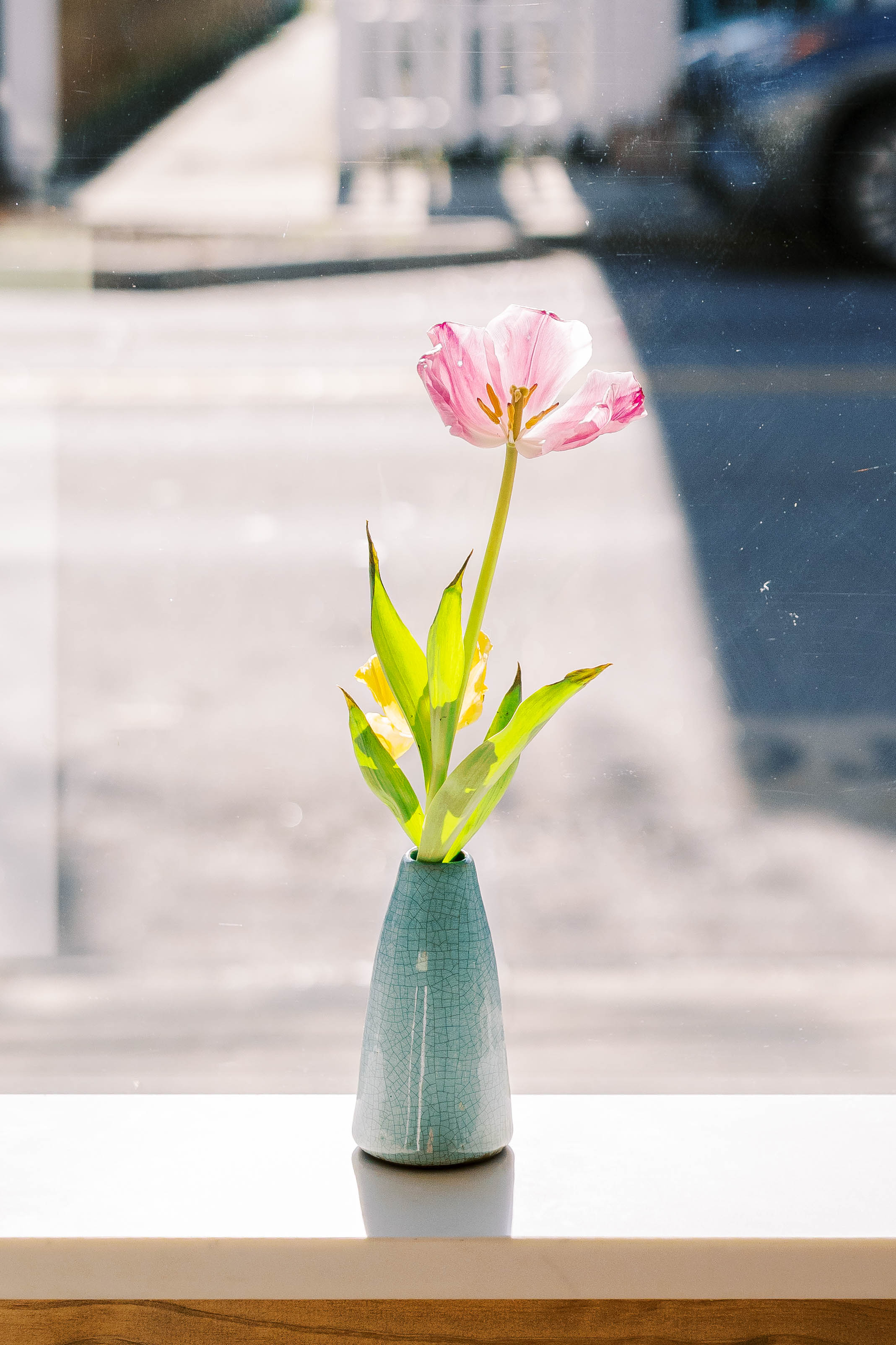 Tulip Stem