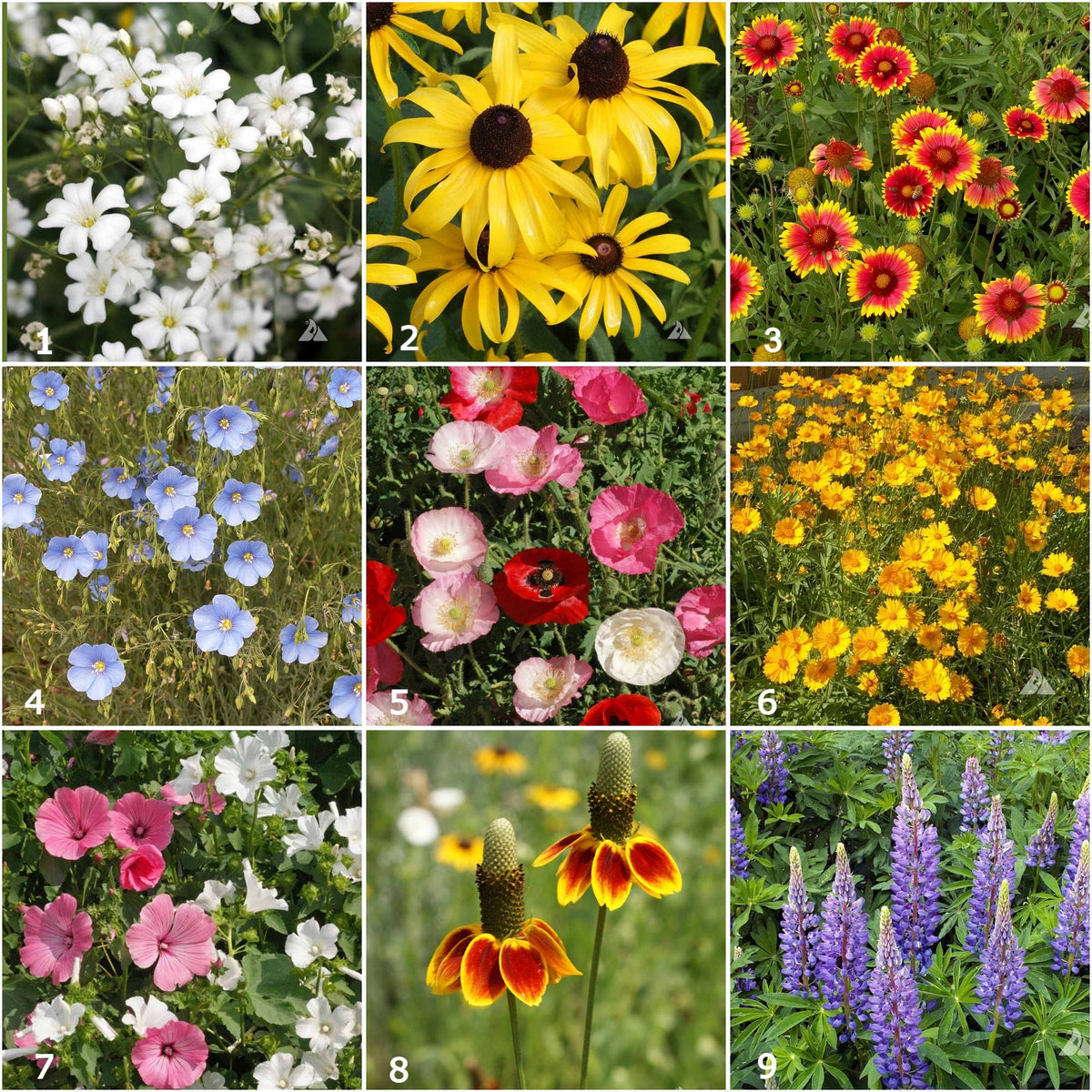 Garden Sprinkles Wildflowers | Best Seller | Spring flowers