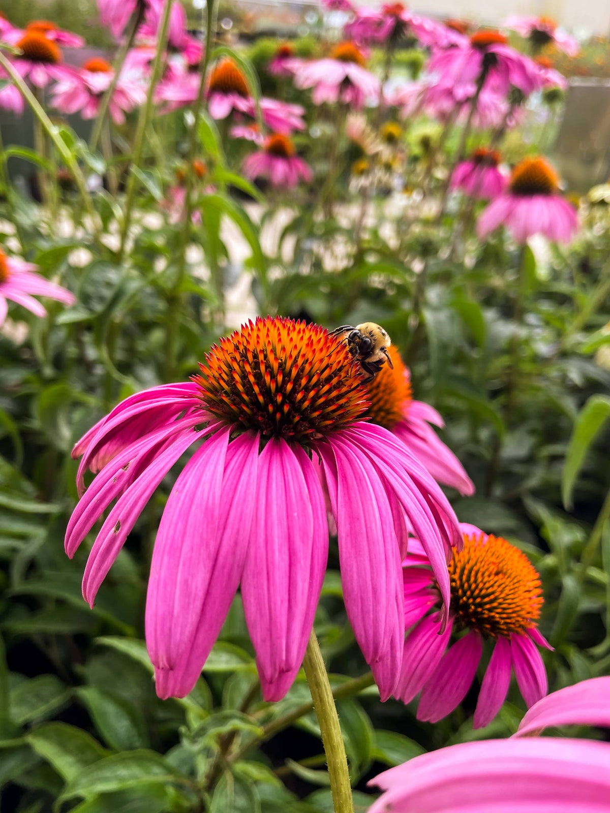 Honeybee Garden Wildflower Seeds