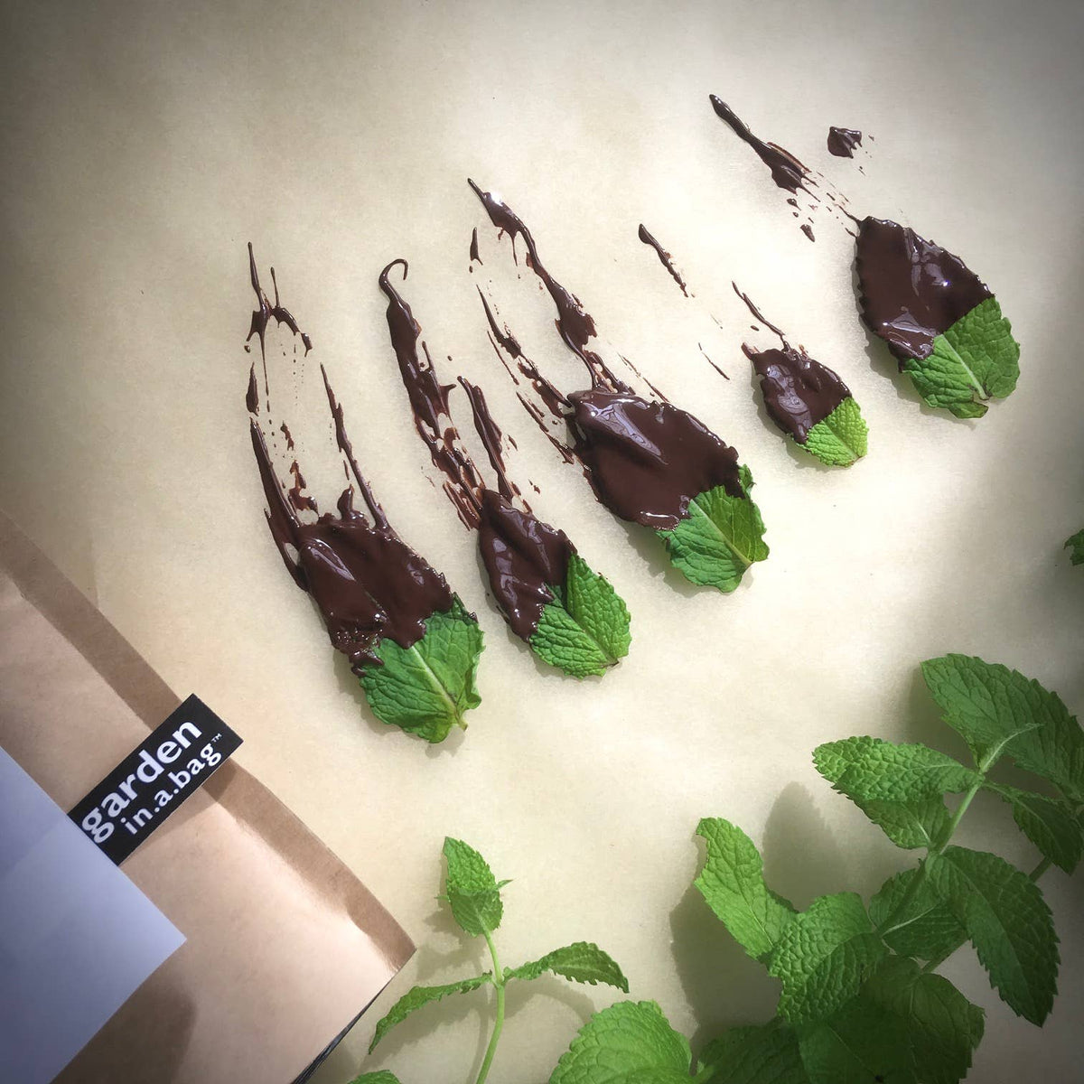 Essential Peppermint | Herb Garden | Tea lover