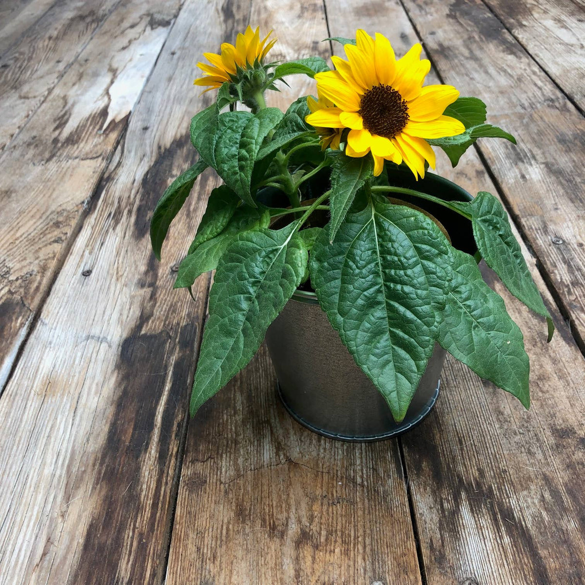 Garden Sprinkles | Grow Love Sunflower | Spring Gift