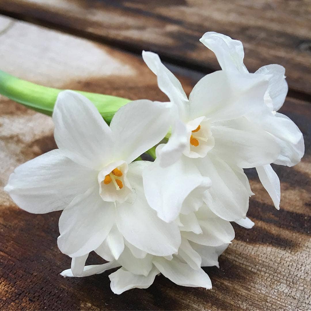 Garden in a Bag Paperwhites | Fall & Christmas | Best Seller