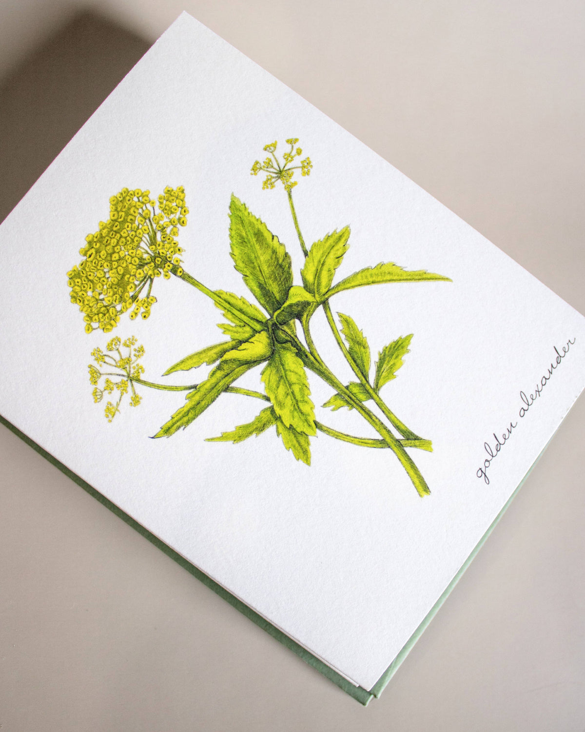 Boxed Botanical Illustration Greeting Card Set