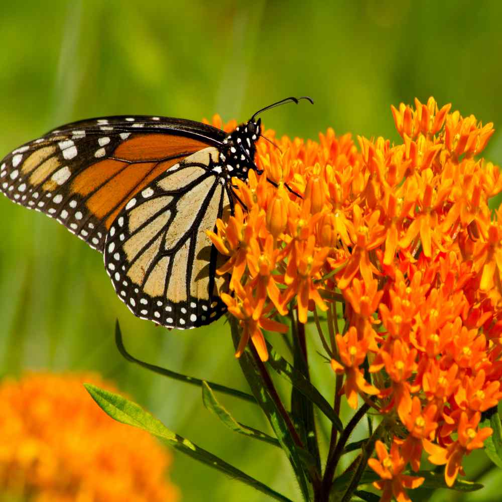 Garden Sprinkles | Monarch Milkweed & Flower Garden | Spring