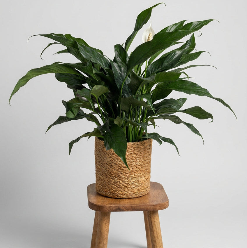 Peace Lily in Woven Basket
