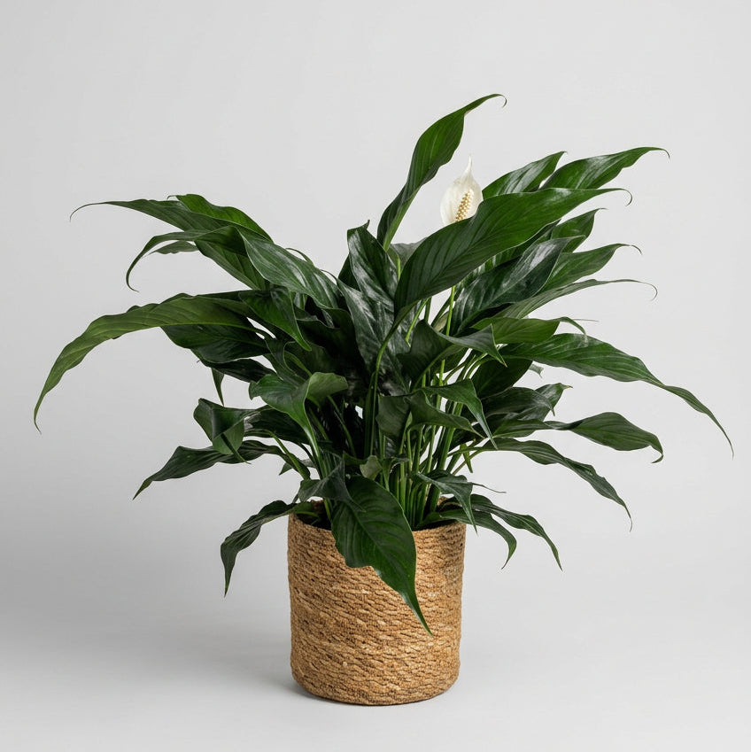 Peace Lily in Woven Basket