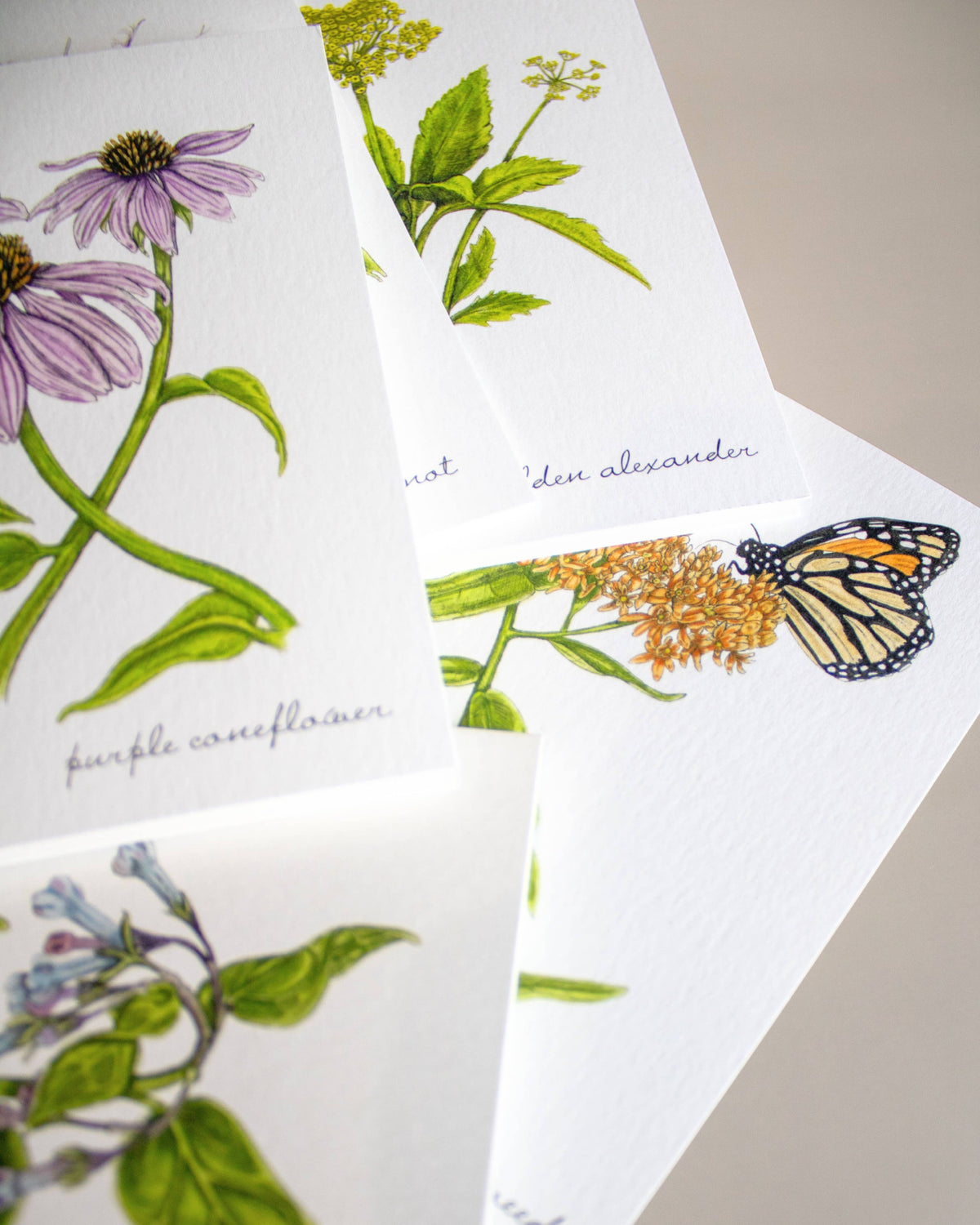 Boxed Botanical Illustration Greeting Card Set