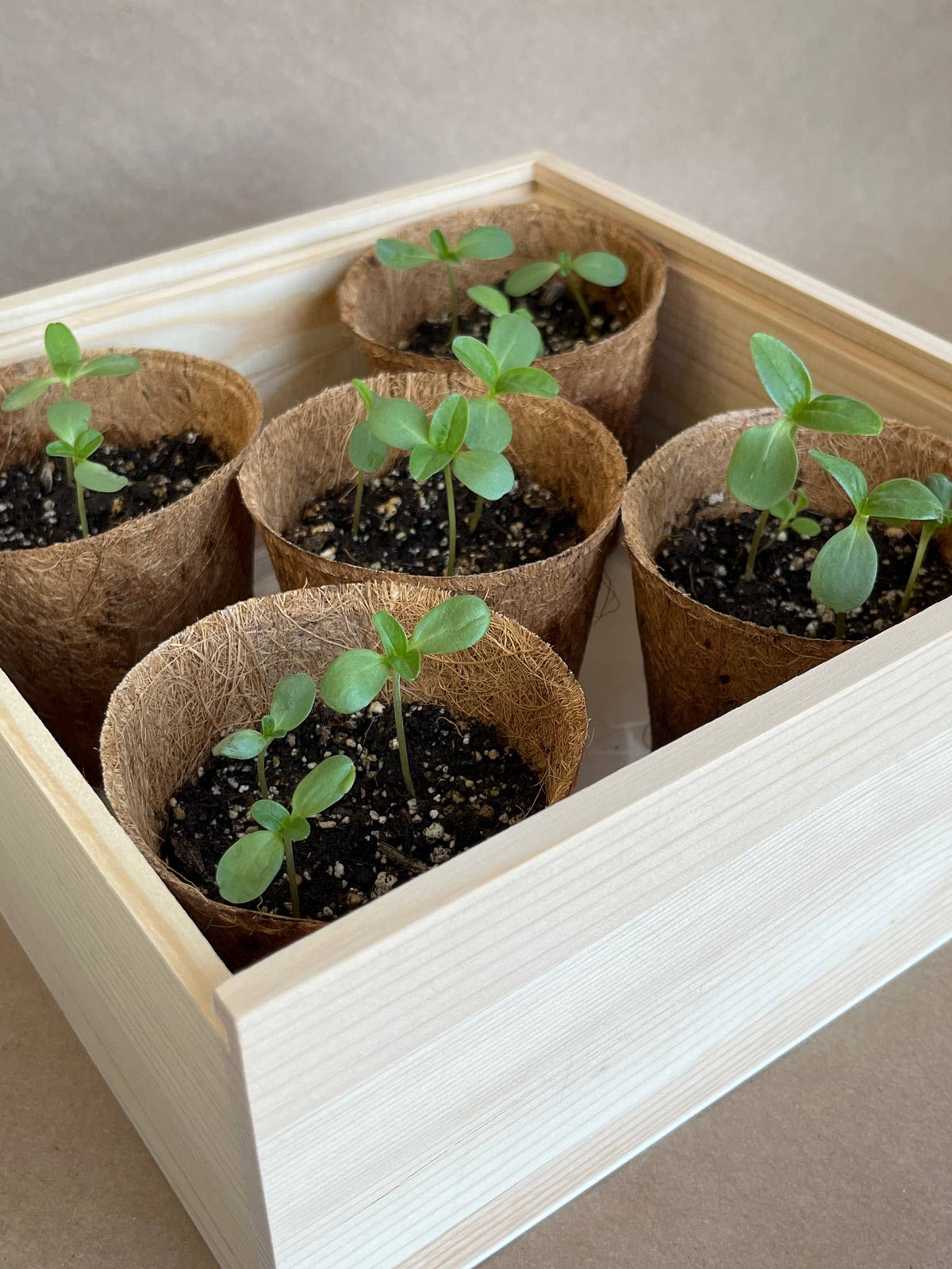 Flower Cutting Garden Box | Mixed Zinnia | Mother's Day