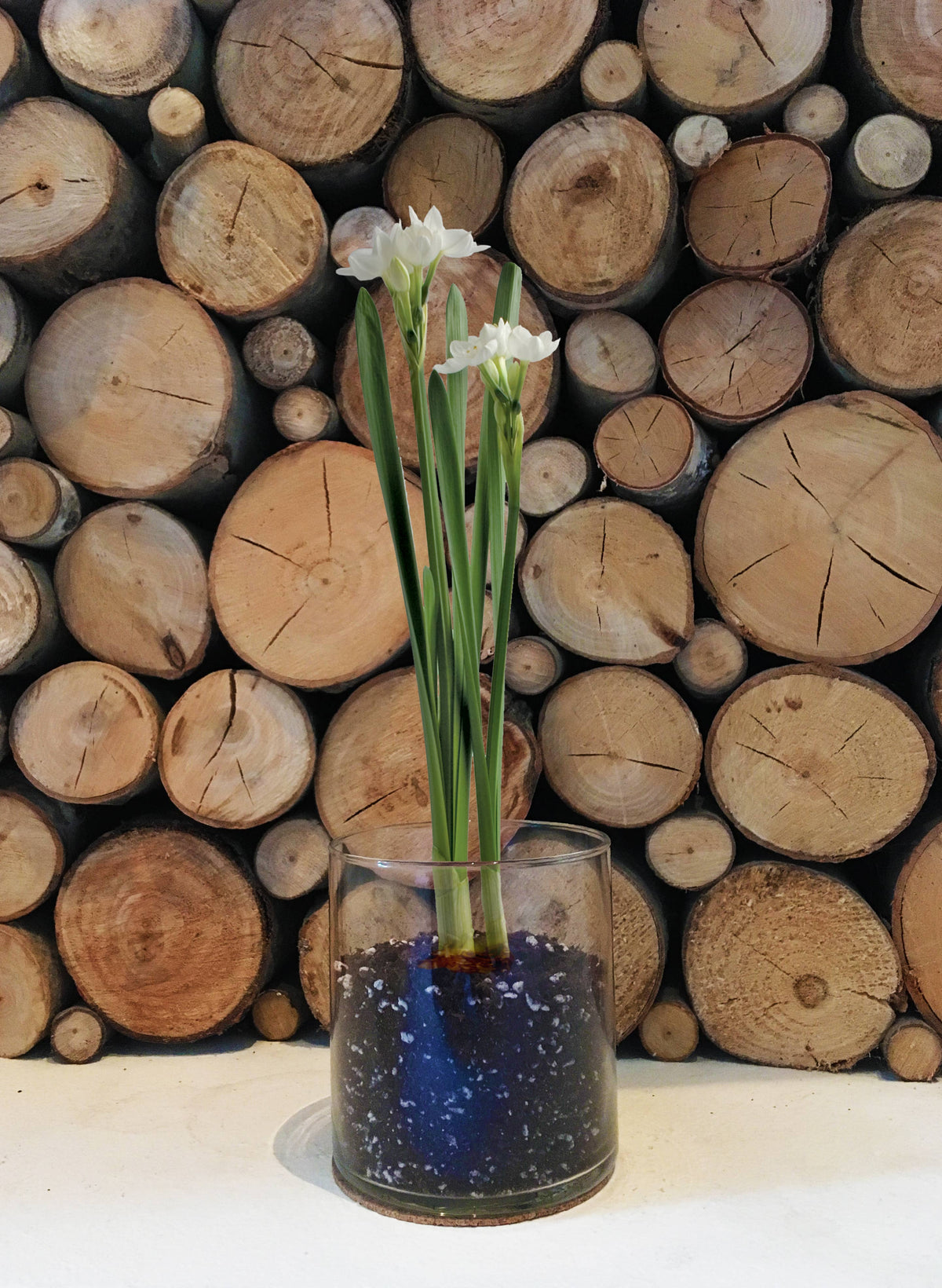 Garden in a Bag Paperwhites | Fall & Christmas | Best Seller
