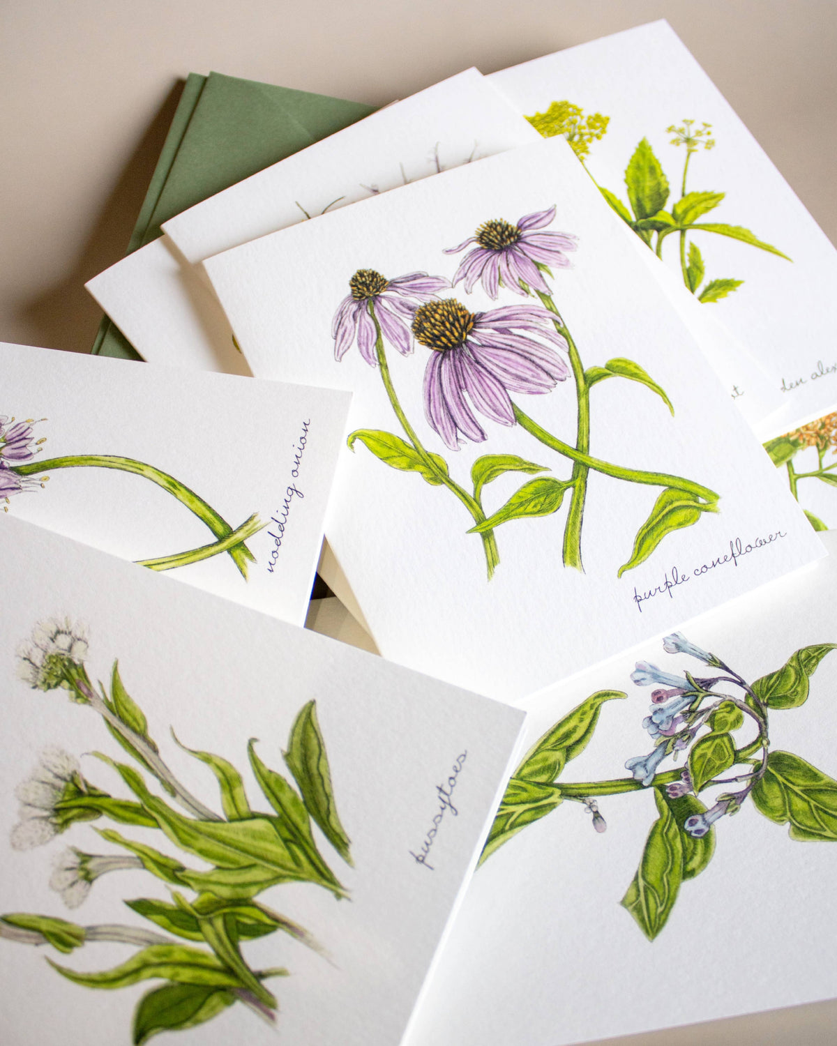 Boxed Botanical Illustration Greeting Card Set