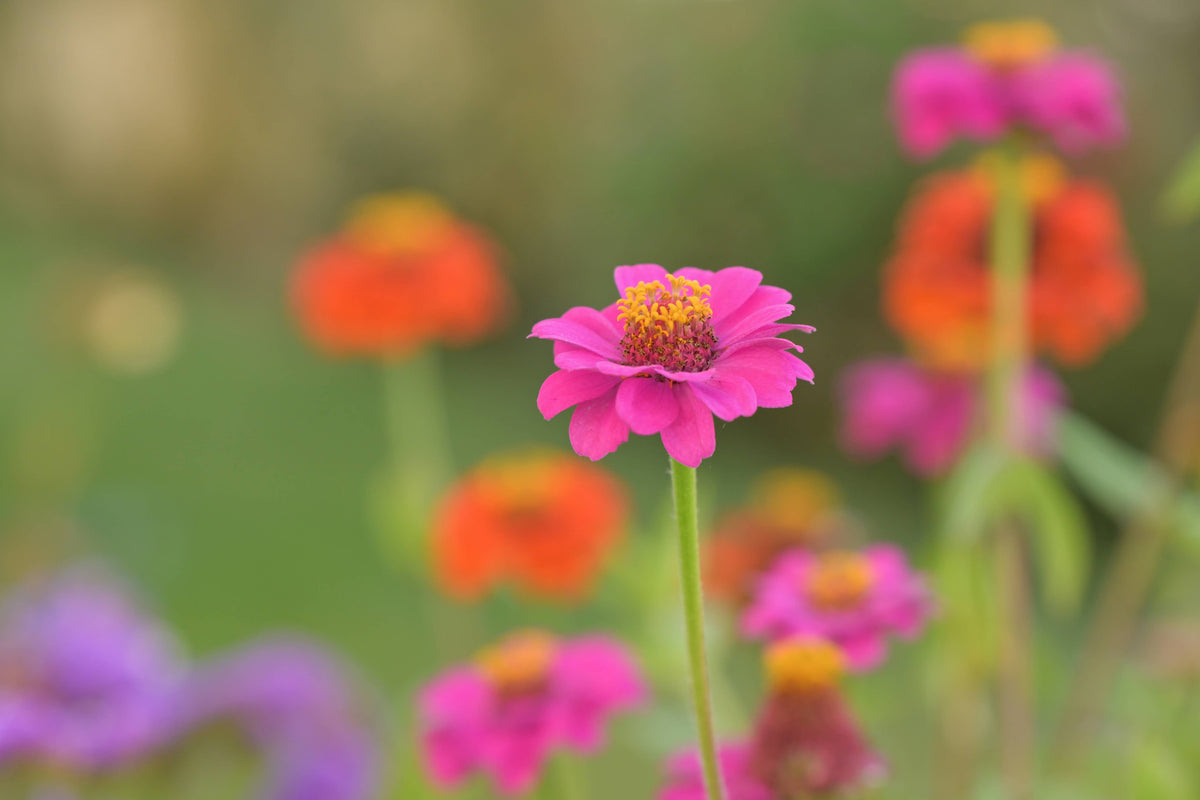 Flower Cutting Garden Box | Mixed Zinnia | Mother's Day