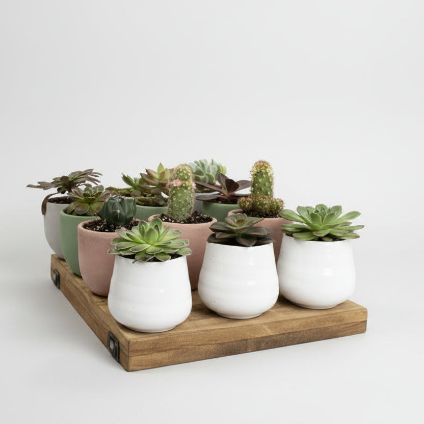 Succulent Planter