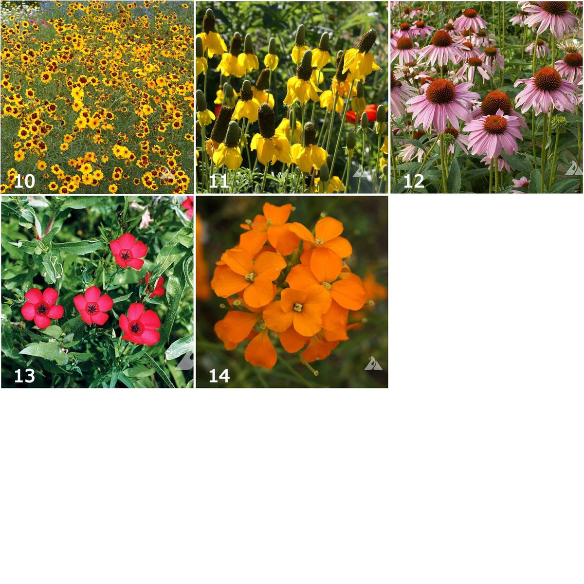 Garden Sprinkles Wildflowers | Best Seller | Spring flowers