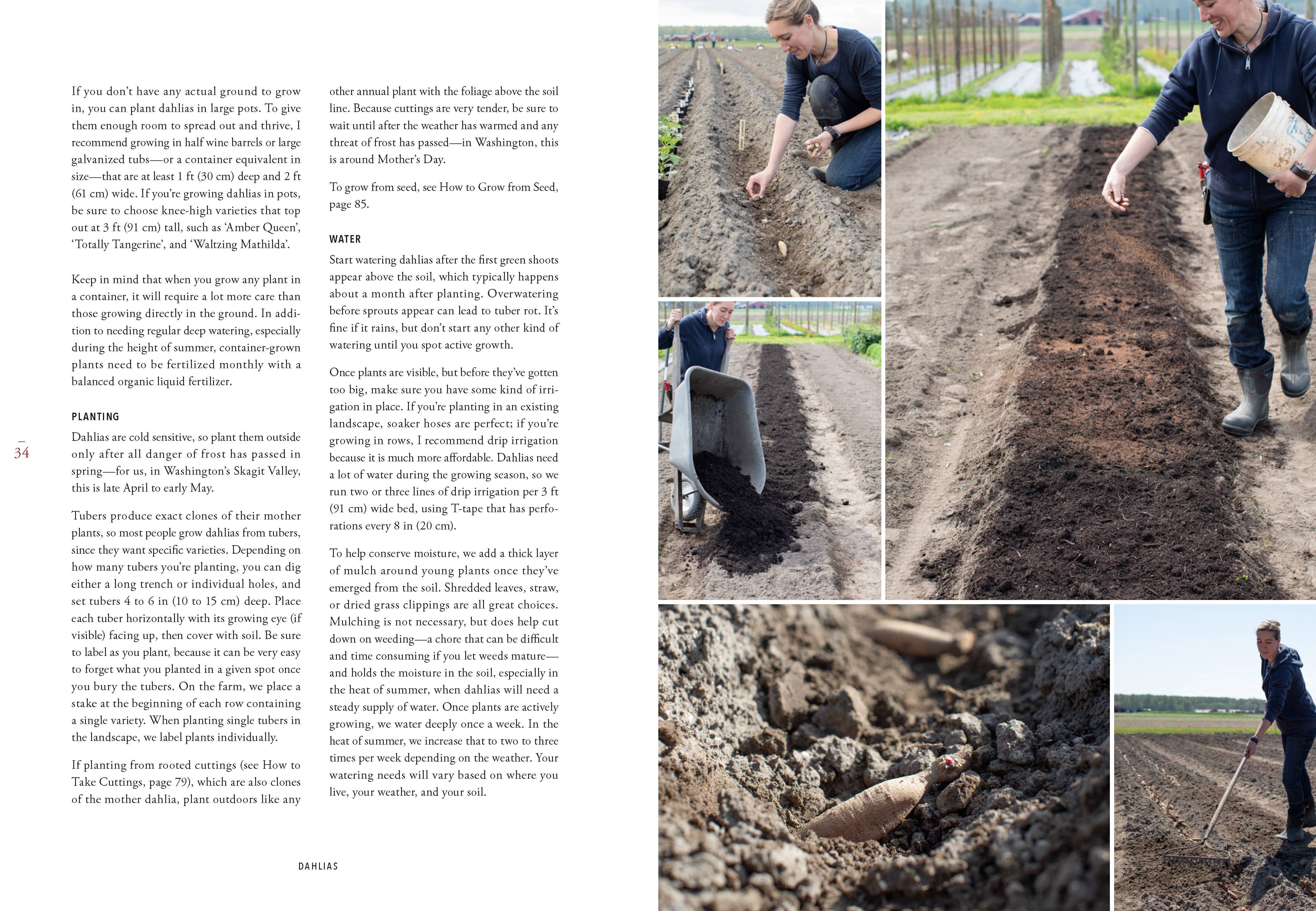 Floret Farm's Discovering Dahlias