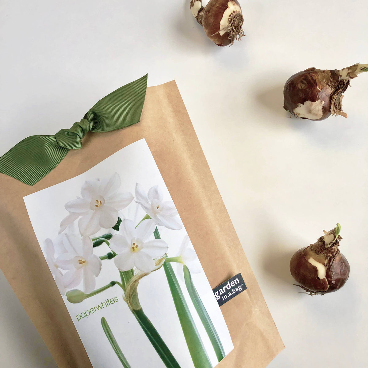 Garden in a Bag Paperwhites | Fall & Christmas | Best Seller