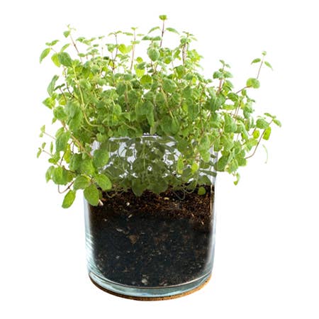 Essential Peppermint | Herb Garden | Tea lover