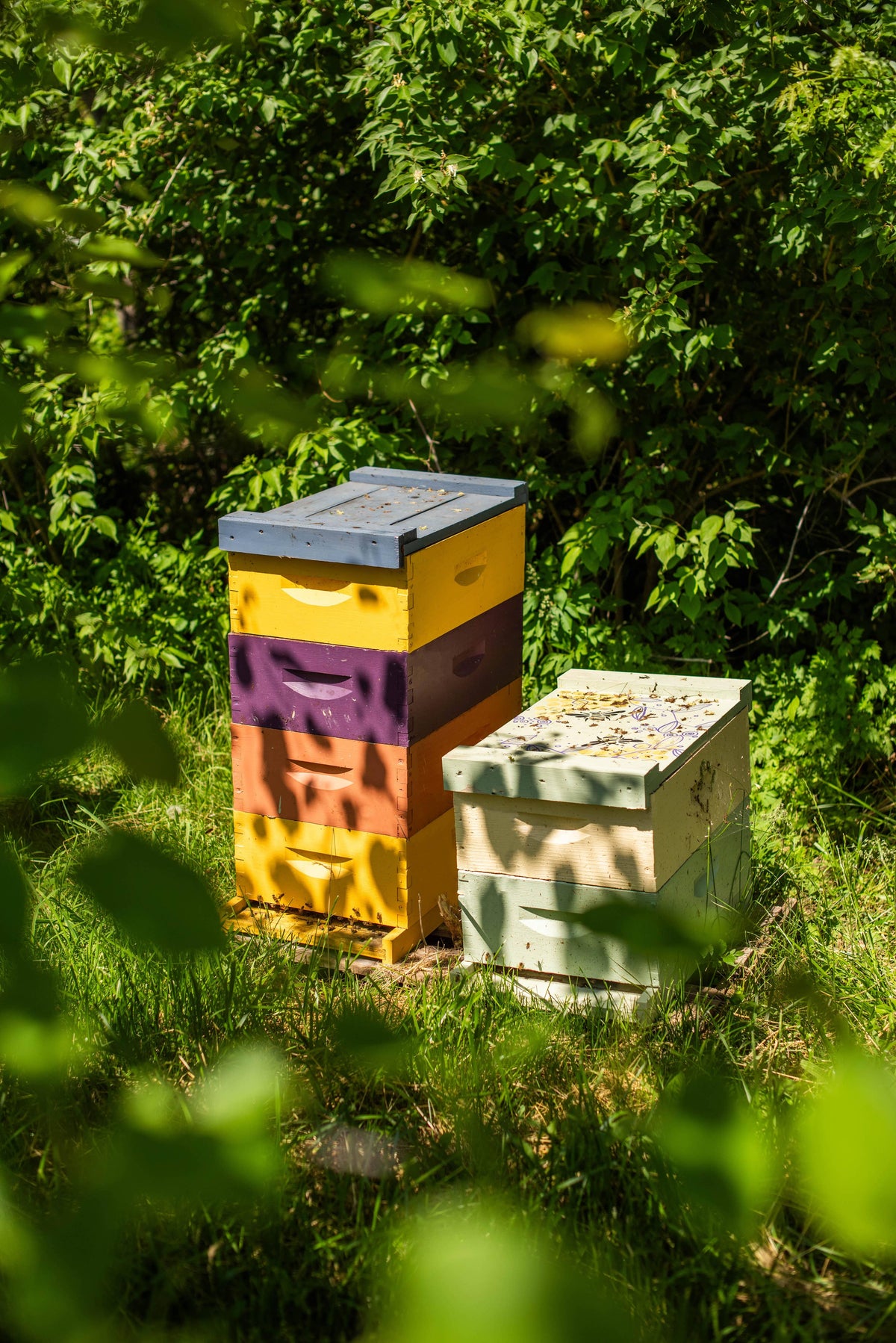 Honeybee Sunflower Garden Seed Packet