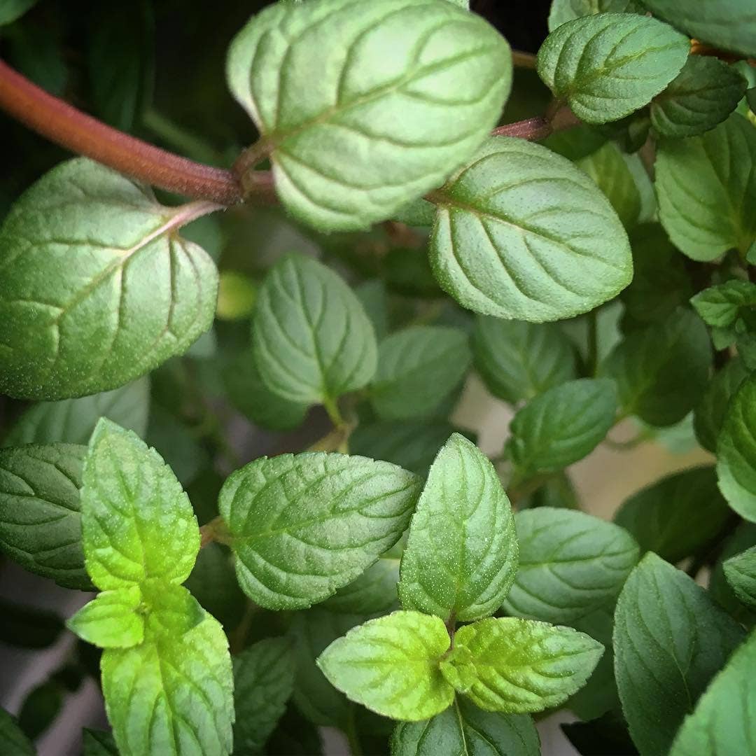 Essential Peppermint | Herb Garden | Tea lover