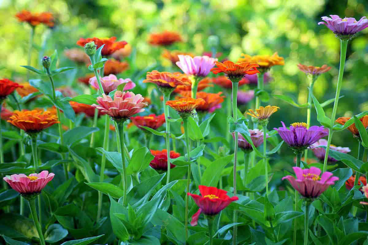 Flower Cutting Garden Box | Mixed Zinnia | Mother's Day