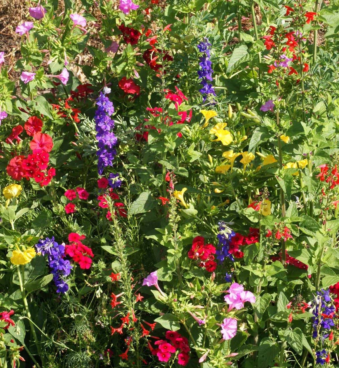 Garden Sprinkles Hummingbird | Best Seller | Spring Garden 