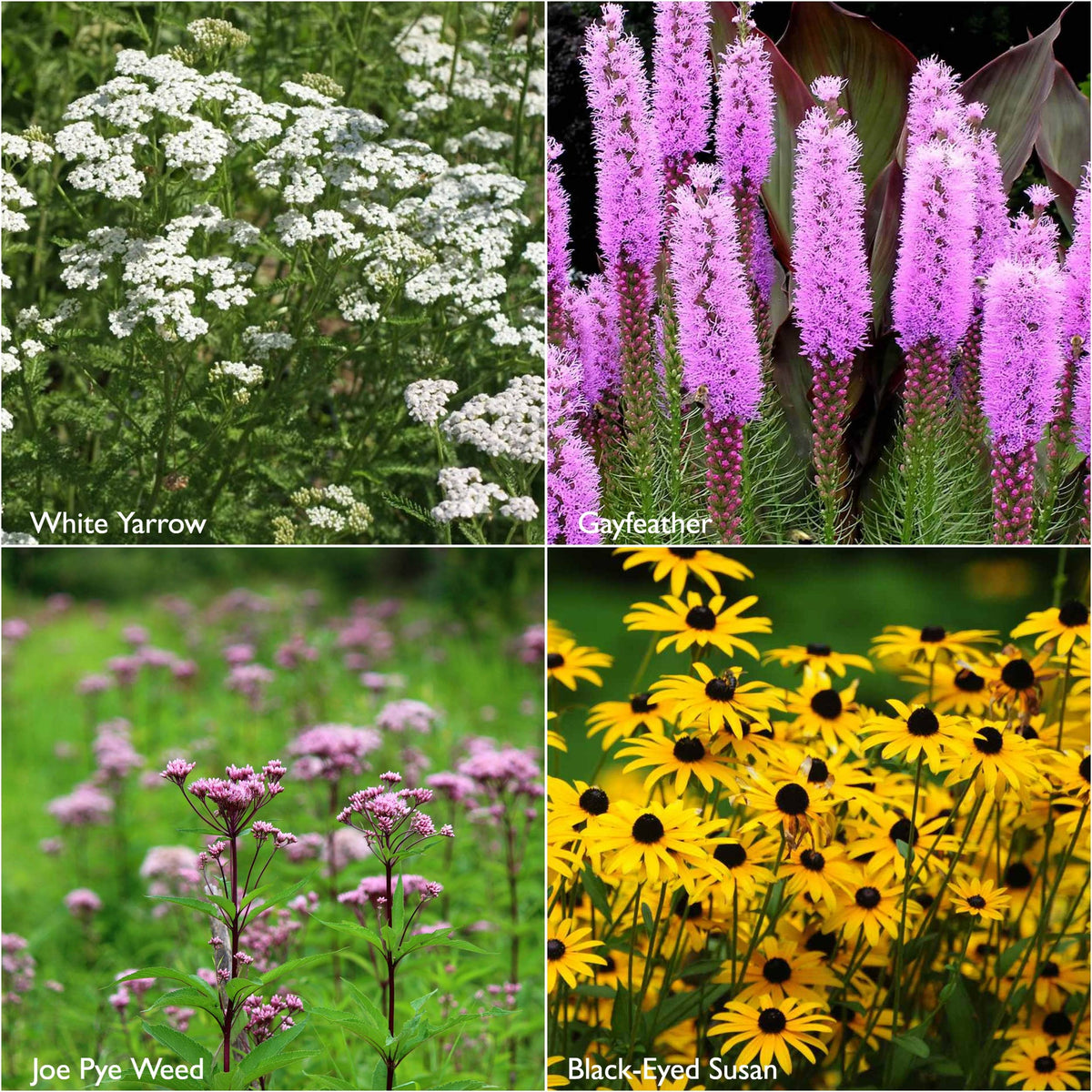 Garden Sprinkles | Monarch Milkweed & Flower Garden | Spring