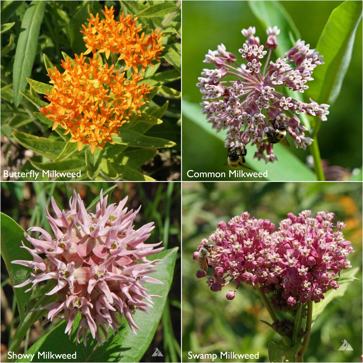 Garden Sprinkles | Monarch Milkweed & Flower Garden | Spring