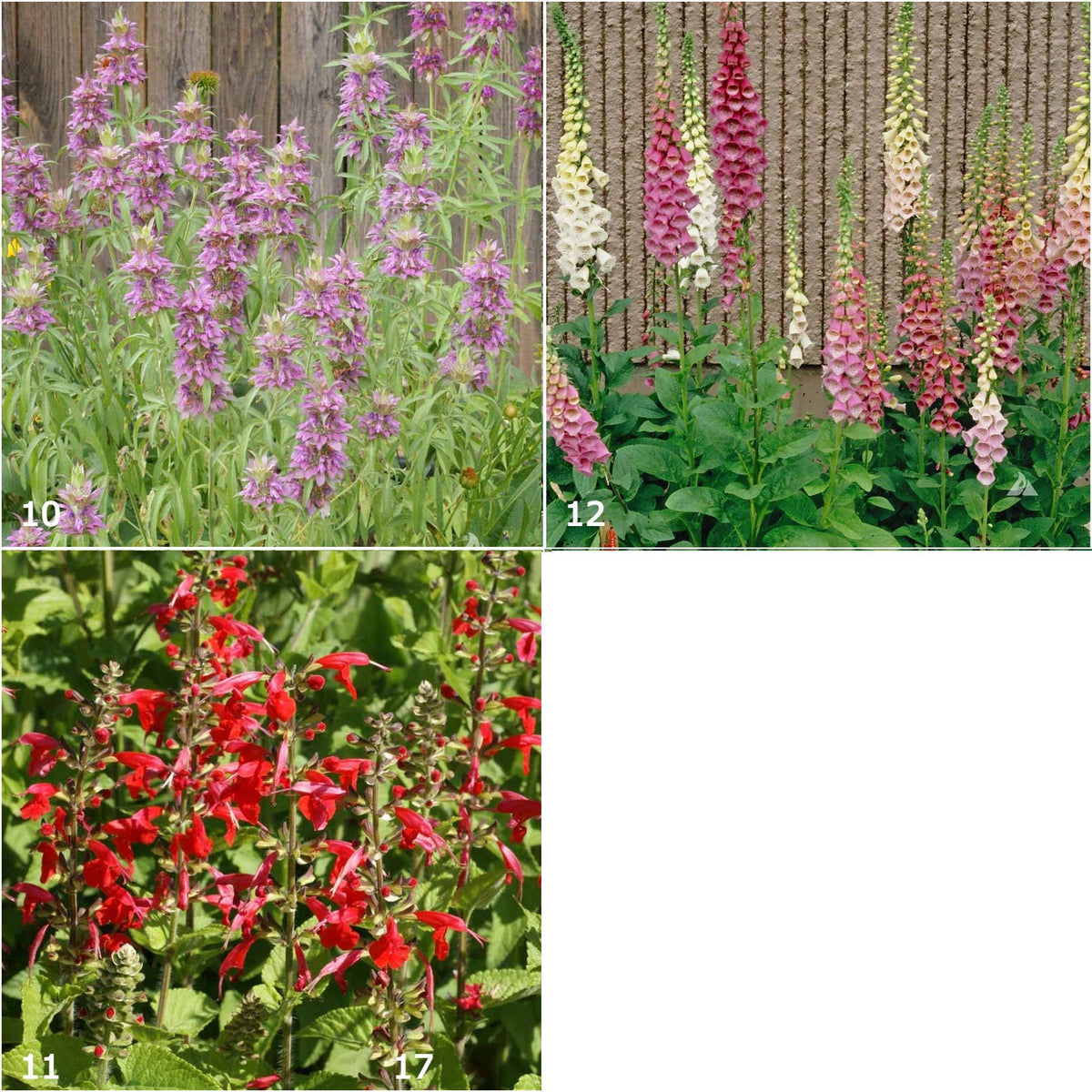 Garden Sprinkles Hummingbird | Best Seller | Spring Garden 