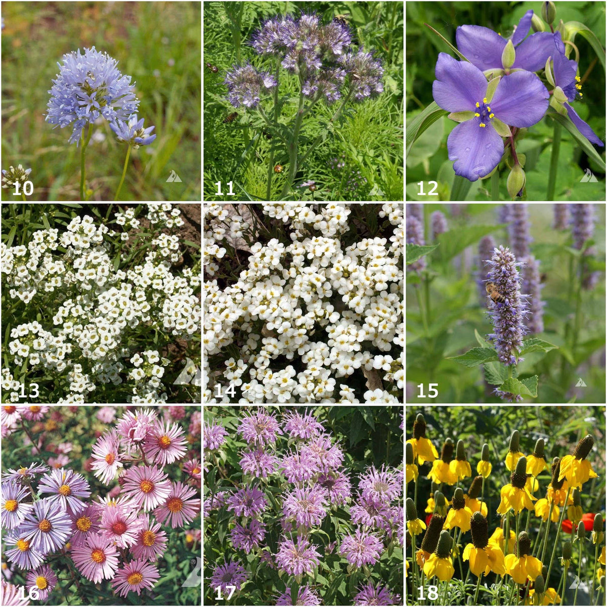 Garden Sprinkles Honeybee | Best Seller | Spring Gift