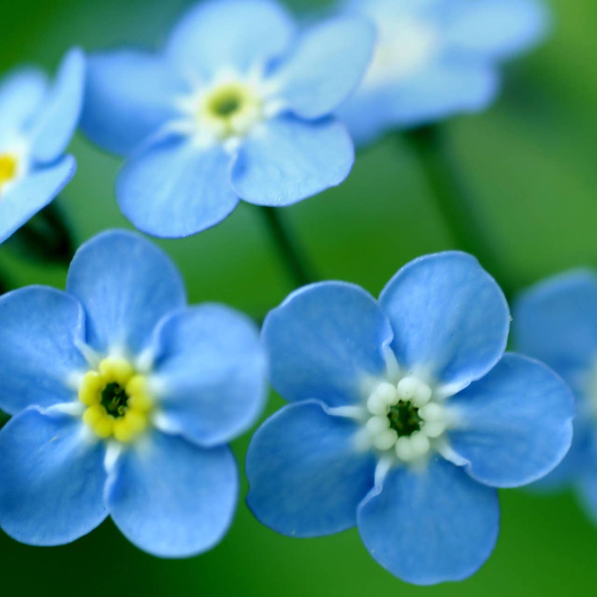 Garden Sprinkles | Forget-Me-Not | Wedding favor idea