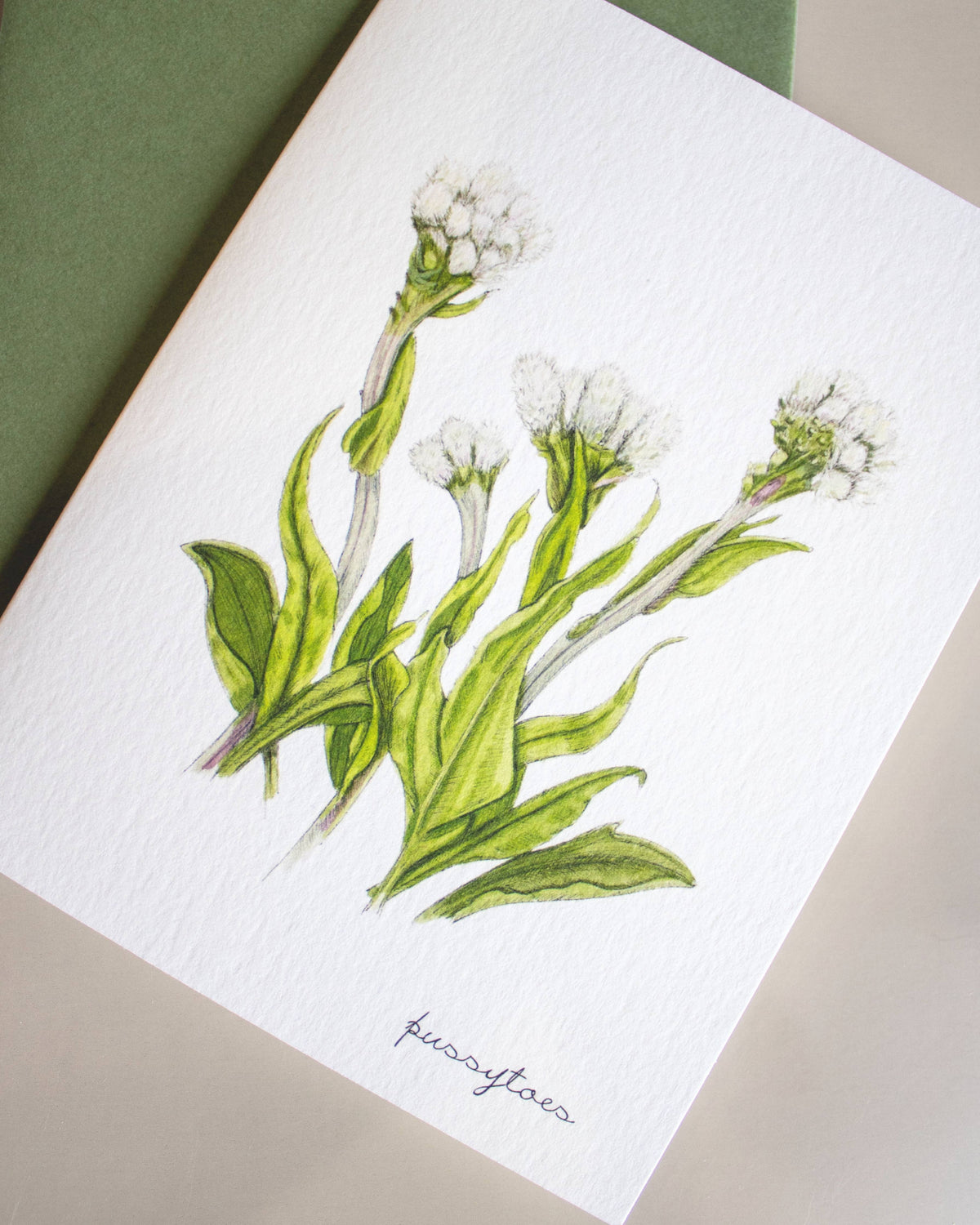 Boxed Botanical Illustration Greeting Card Set