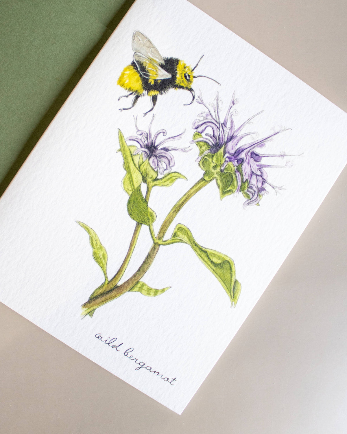 Boxed Botanical Illustration Greeting Card Set