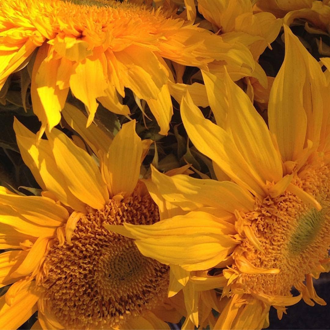 Scatter Garden | Van Gogh Sunflowers | Spring
