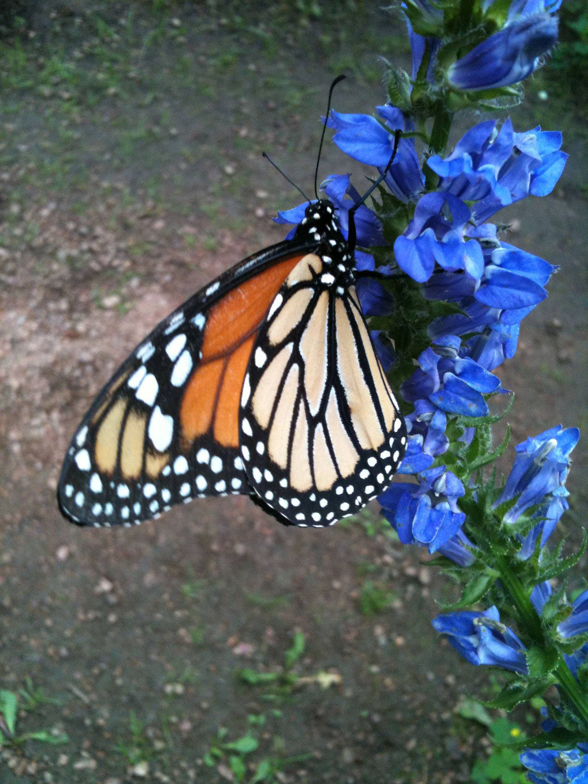 Garden Sprinkles | Monarch Milkweed & Flower Garden | Spring