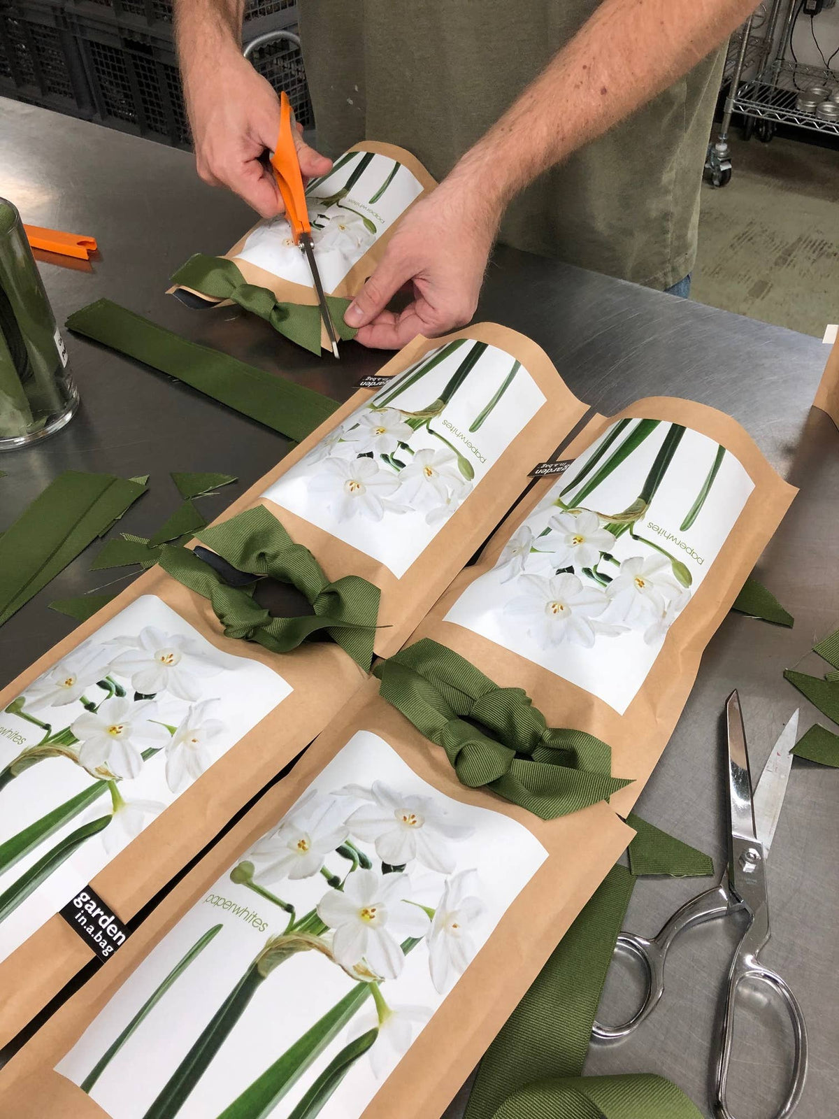 Garden in a Bag Paperwhites | Fall & Christmas | Best Seller
