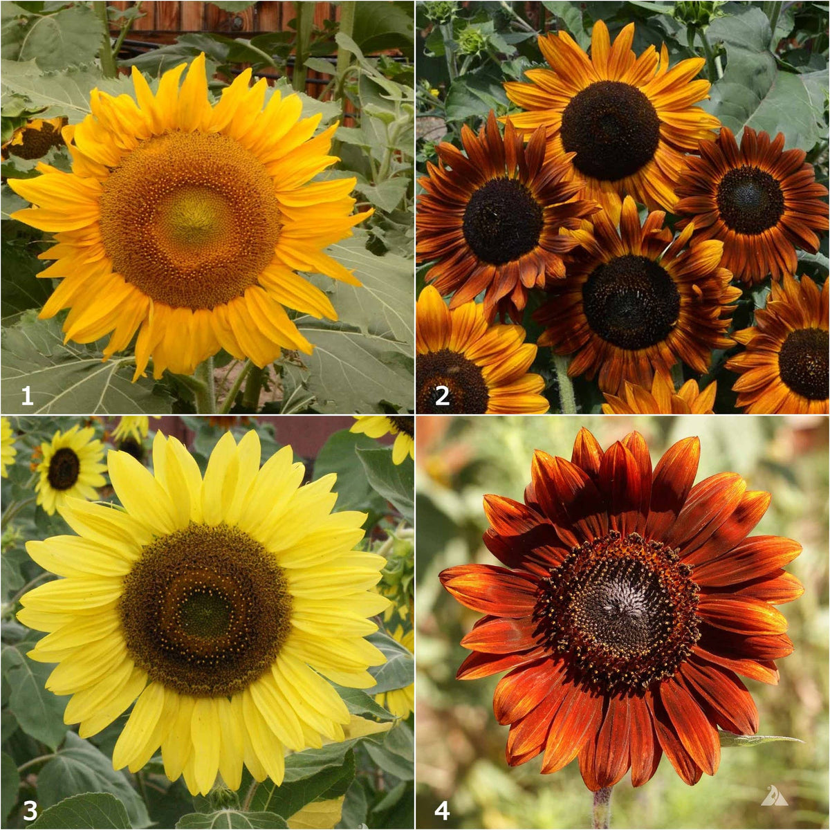 Garden Sprinkles | Grow Love Sunflower | Spring Gift