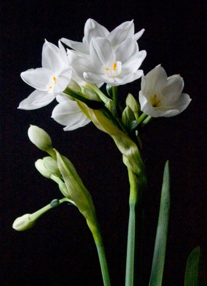 Garden in a Bag Paperwhites | Fall & Christmas | Best Seller