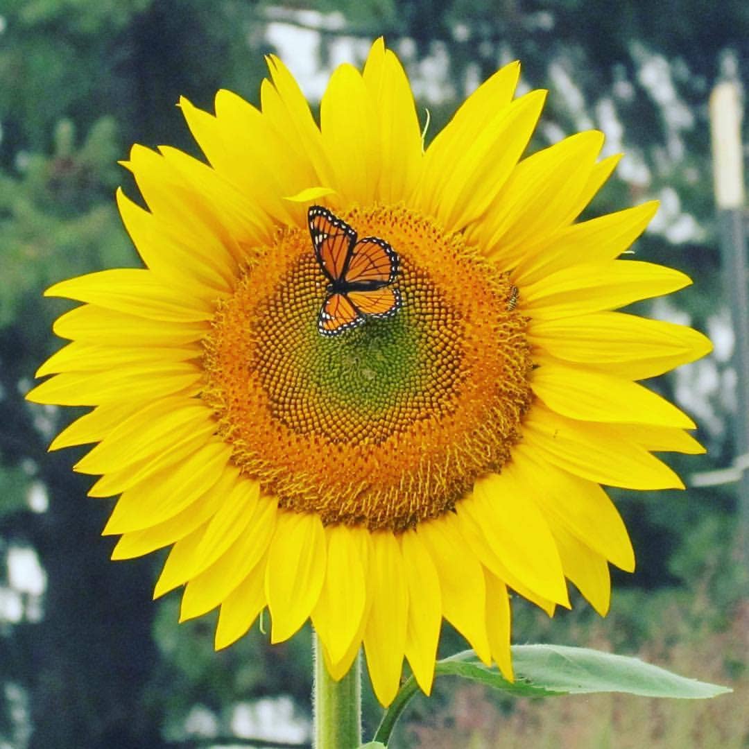 Garden Sprinkles | Grow Love Sunflower | Spring Gift