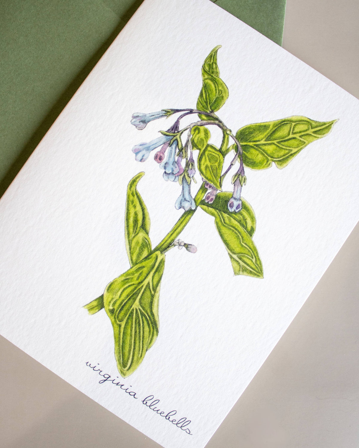 Boxed Botanical Illustration Greeting Card Set