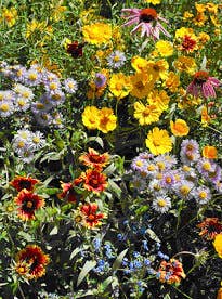 Garden Sprinkles Honeybee | Best Seller | Spring Gift