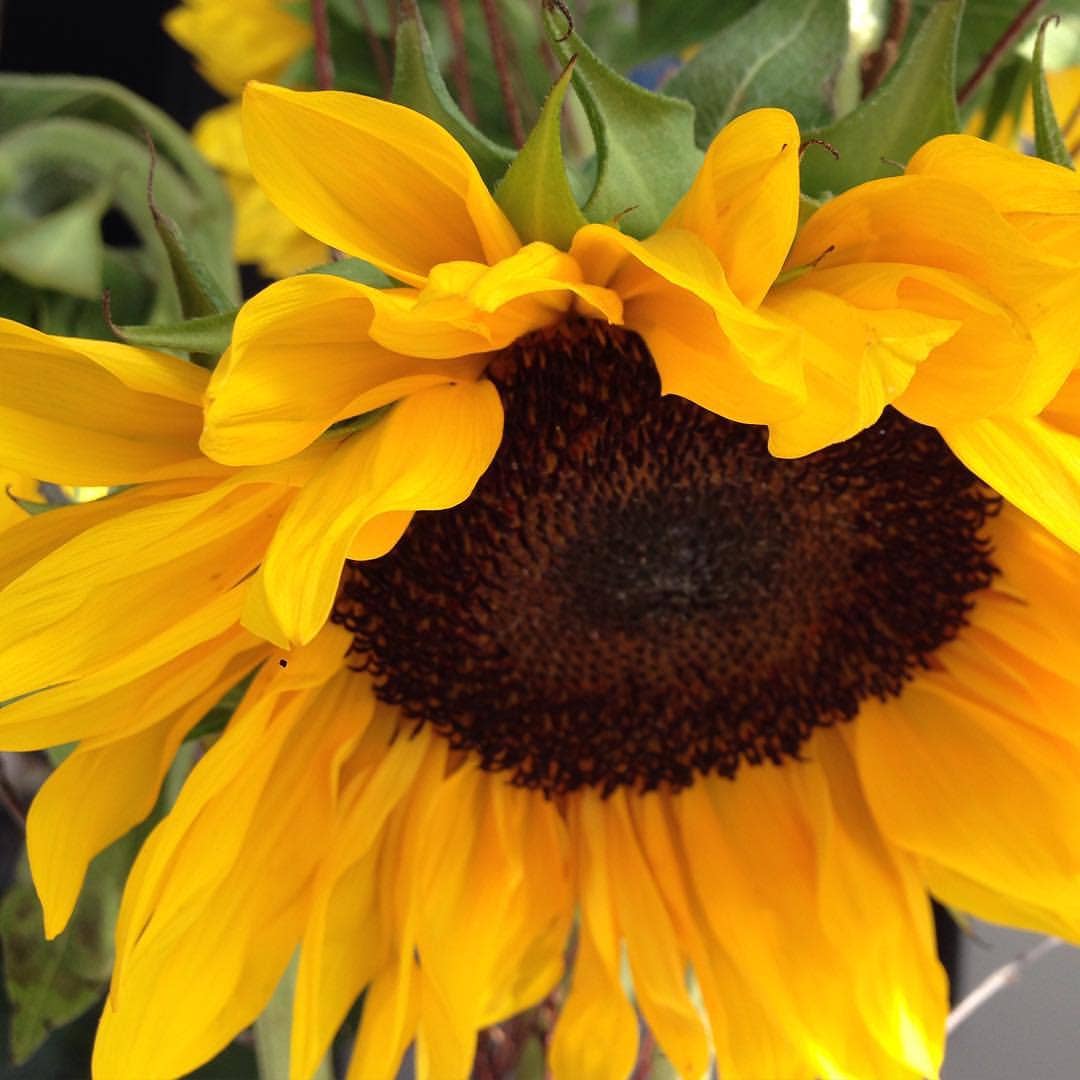 Garden Sprinkles | Grow Love Sunflower | Spring Gift