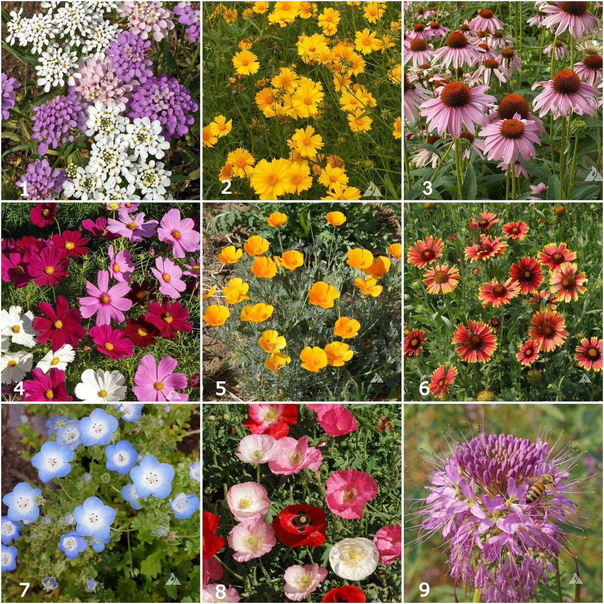 Garden Sprinkles Honeybee | Best Seller | Spring Gift