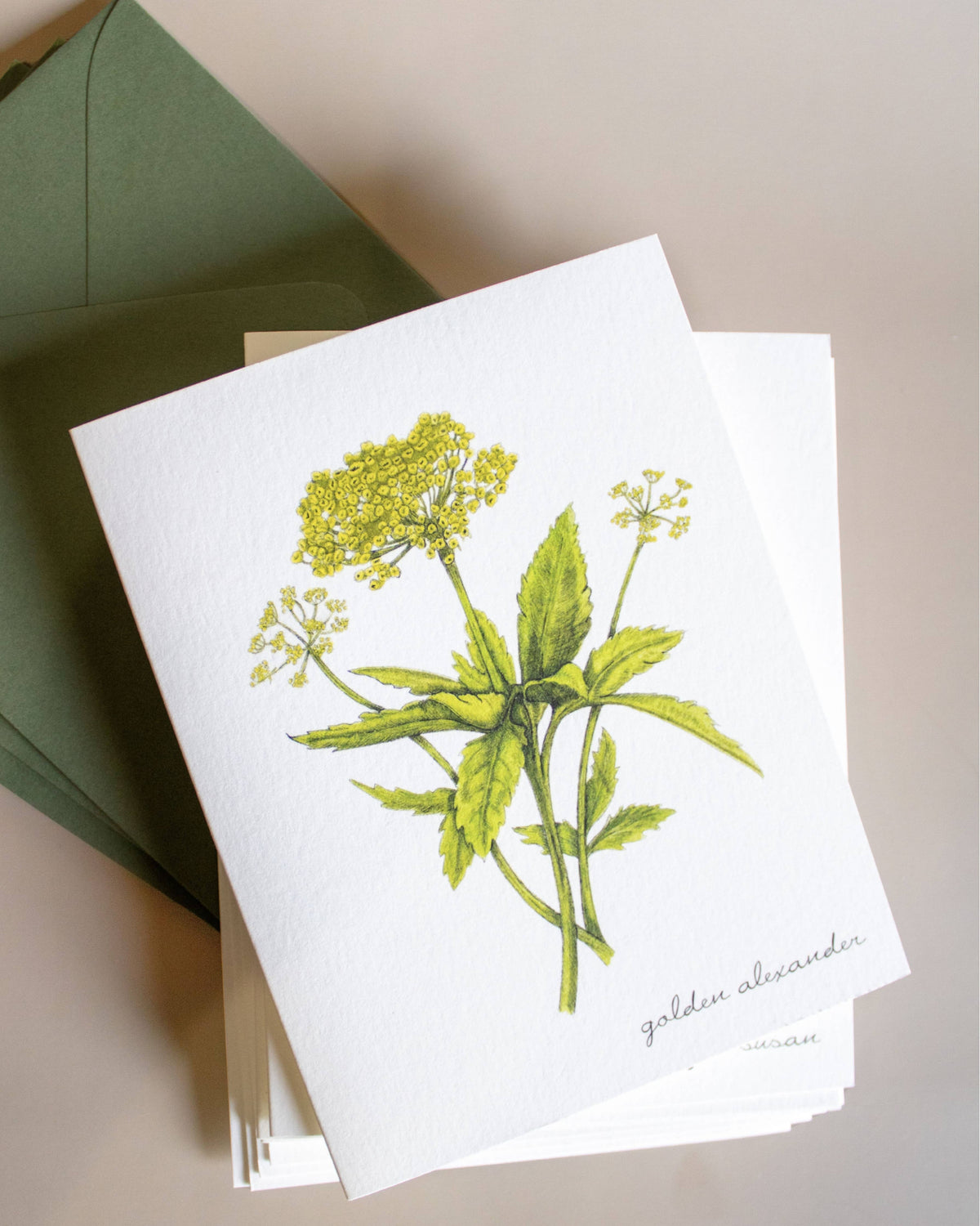 Boxed Botanical Illustration Greeting Card Set