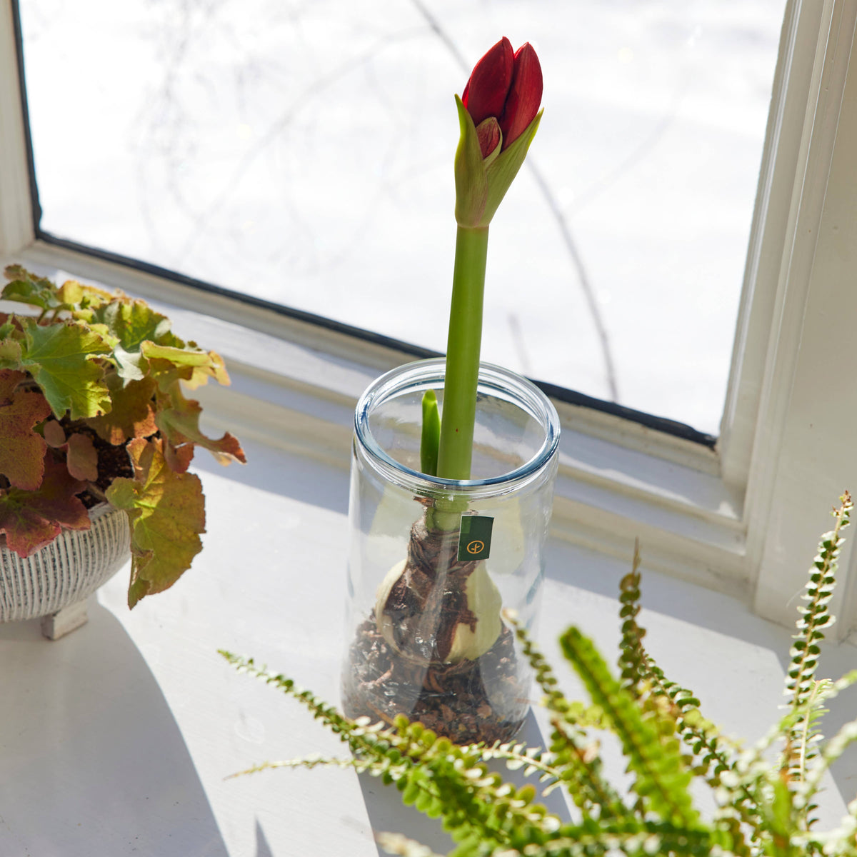 Winter Bulb Kit