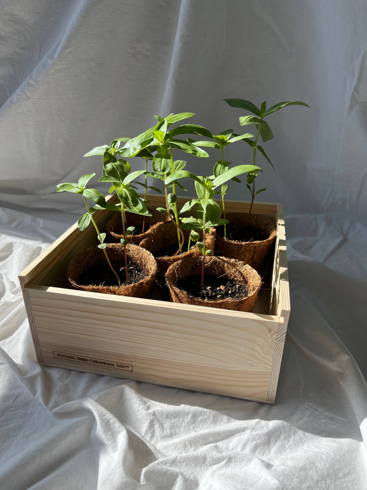 Flower Cutting Garden Box | Mixed Zinnia | Mother's Day