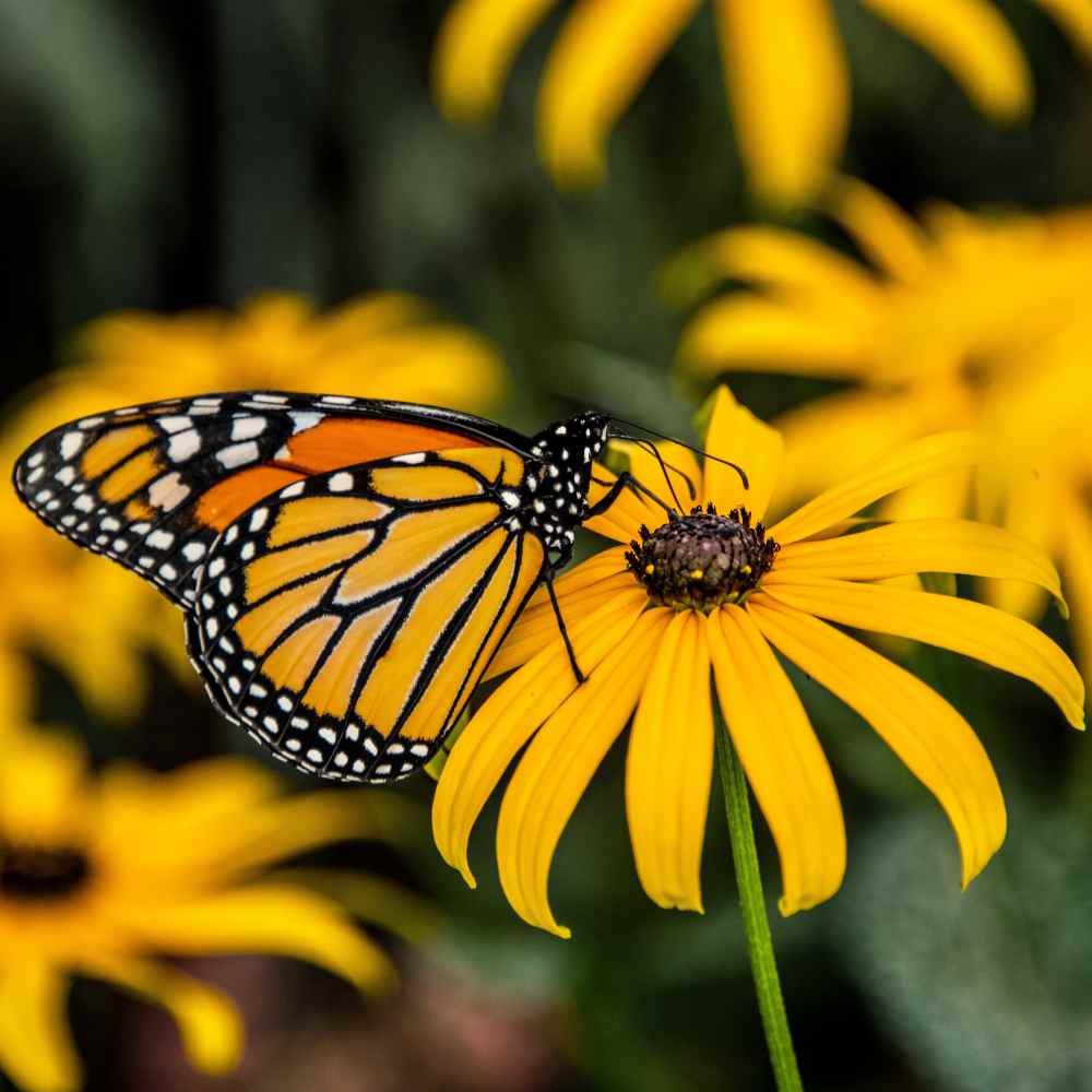 Garden Sprinkles | Monarch Milkweed & Flower Garden | Spring