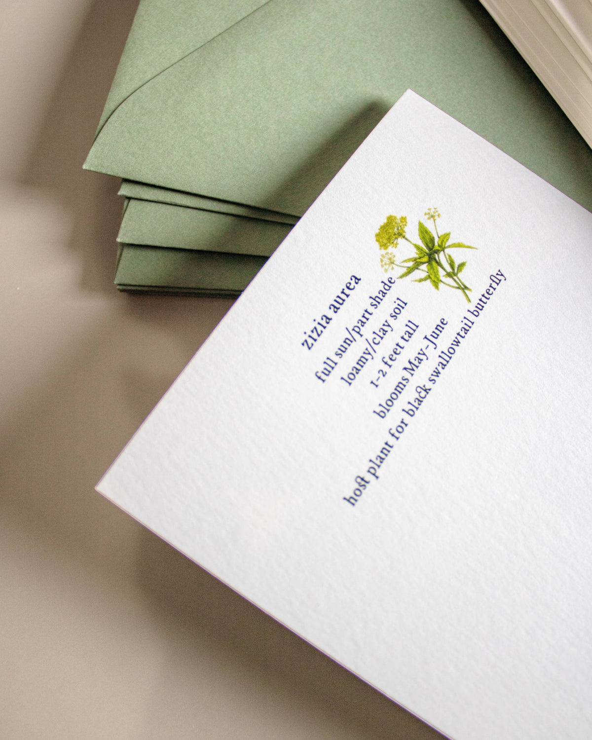 Boxed Botanical Illustration Greeting Card Set